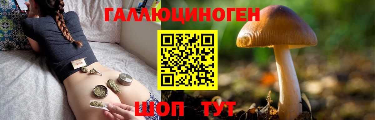 Галлюциногенные грибы Psilocybine cubensis Гай